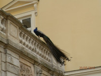 Obraz 238.jpg